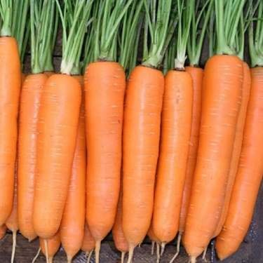 Семена морковь для детского питания (Нантес Тип Топ F-1)