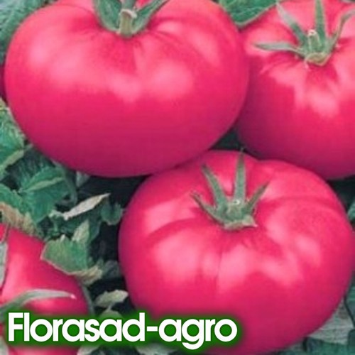 Семена томат Волгоградский розовый низкорослый