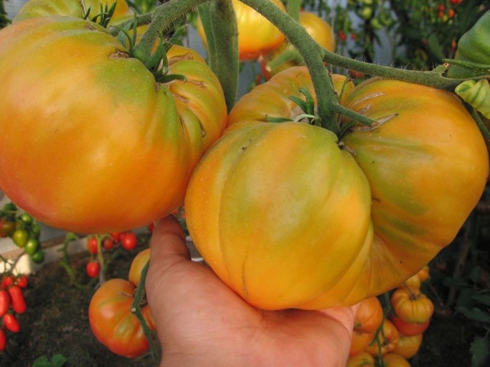 Семена томат Гигант лимонный высокорослый