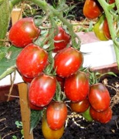 Семена томат Де Барао красный высокорослый