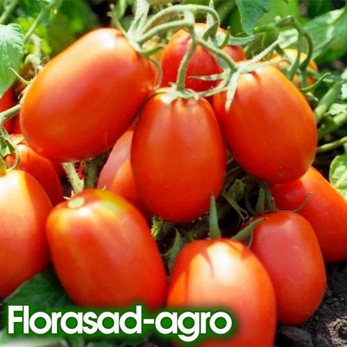 Семена томат Рио Гранде (Италия) низкорослый (Максипакет)