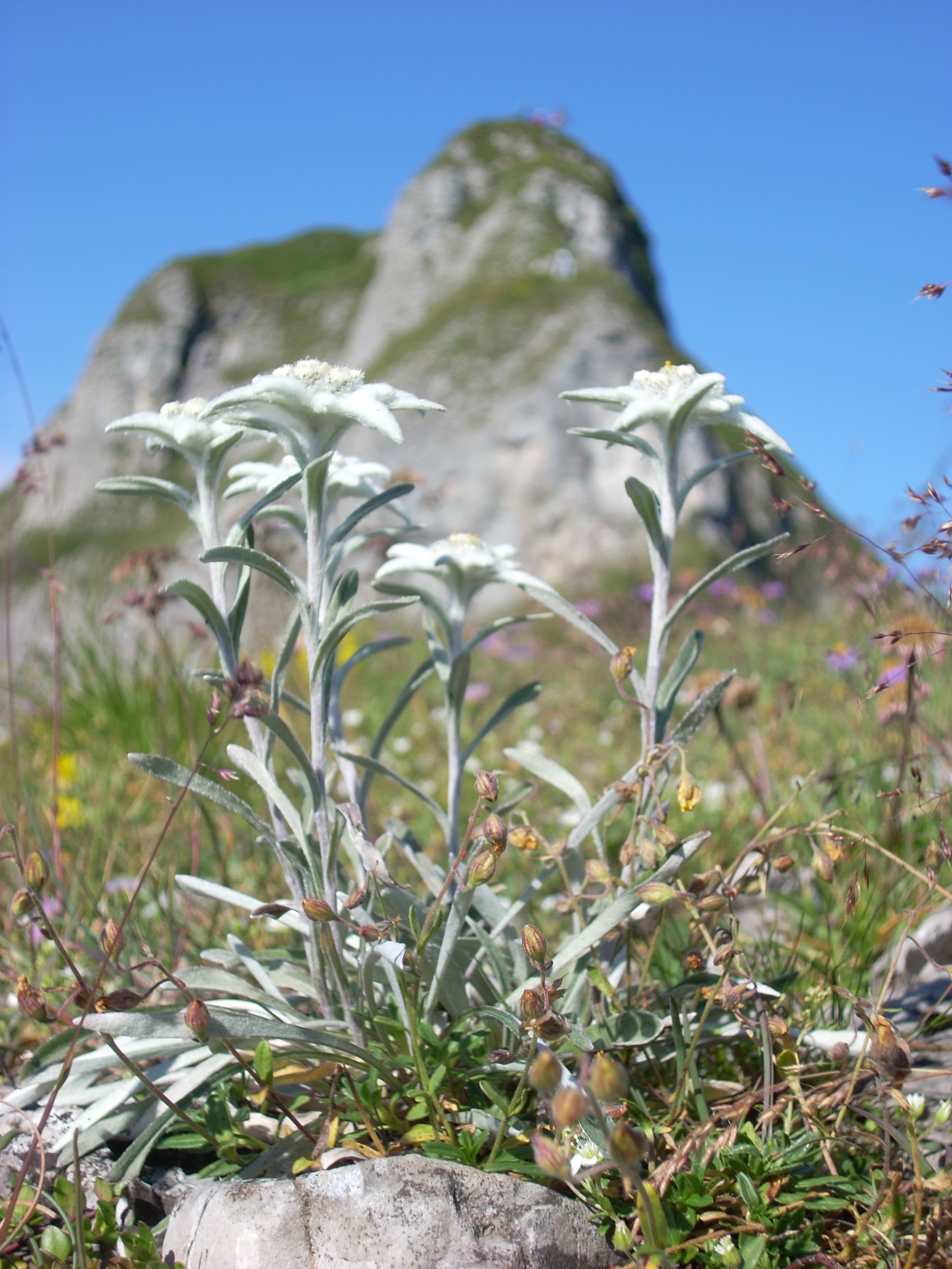Семена эдельвейс альпийский