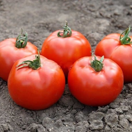Семена профессиональные томат Флорида F-1 низкорослый