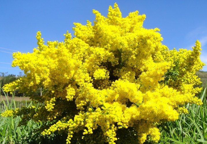 Семена лимониум (статица) желтый