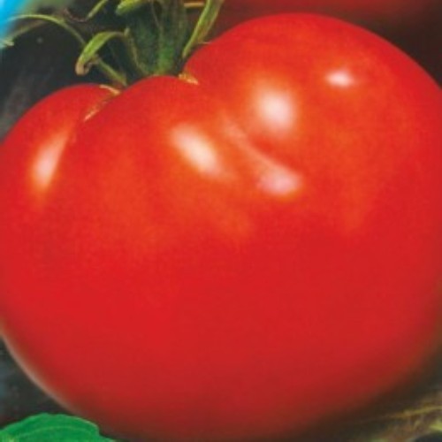Семена томат Президент среднерослый (Голландия)