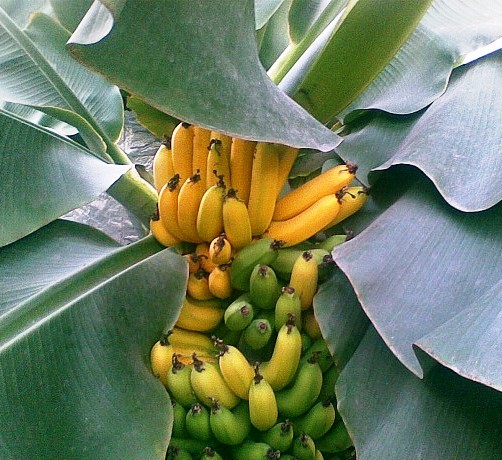 Семена профессиональные Банан комнатный