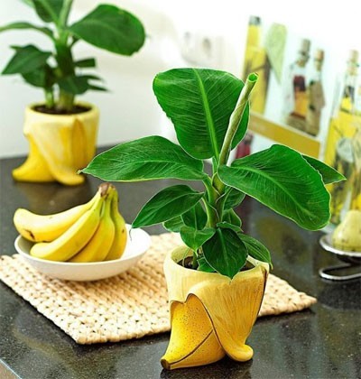 Семена профессиональные банан комнатный Бархатный