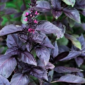 Семена профессиональные базилик фиолетовый темный Опал