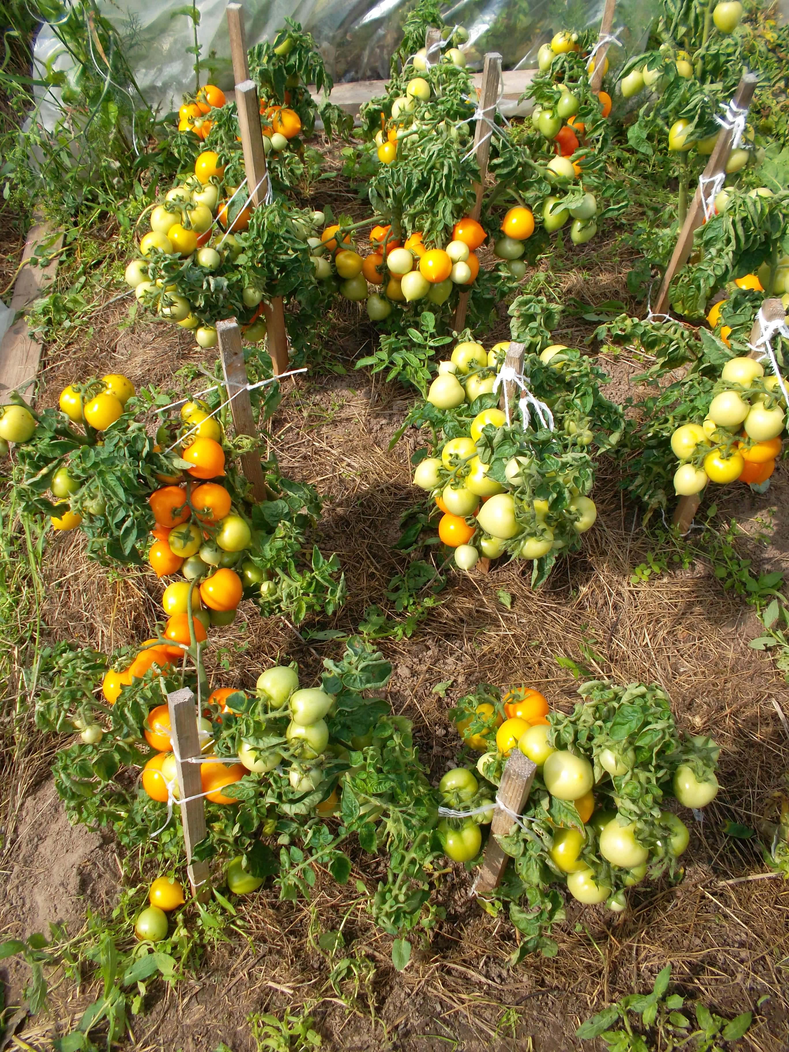Семена томат Монгольский карлик низкорослый