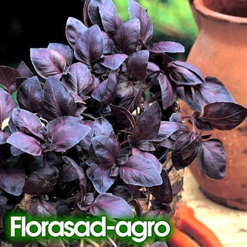 Семена базилик Опал, красно-фиолетовый