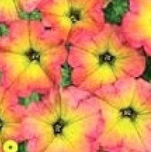 Семена петуния Зора мультифлора