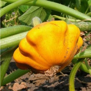 Семена патиссон Оранжевый