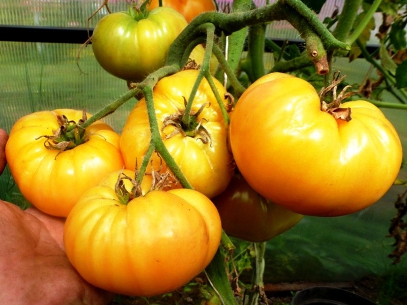 Семена томат Ананасный (США) высокорослый