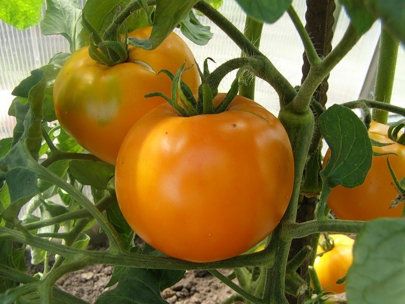 Семена томат Андромеда золотая низкорослый
