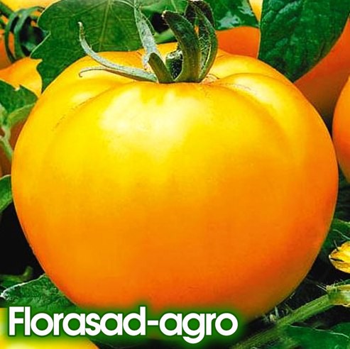 Семена томат Апельсин высокорослый
