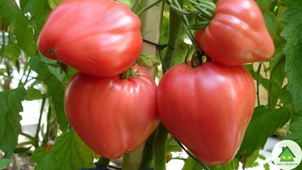 Семена томат Буденновка высокорослый