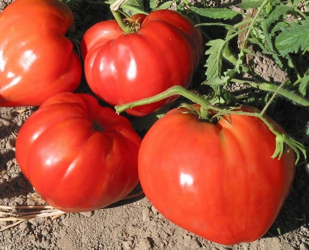 Семена томат бычье сердце красное высокорослый