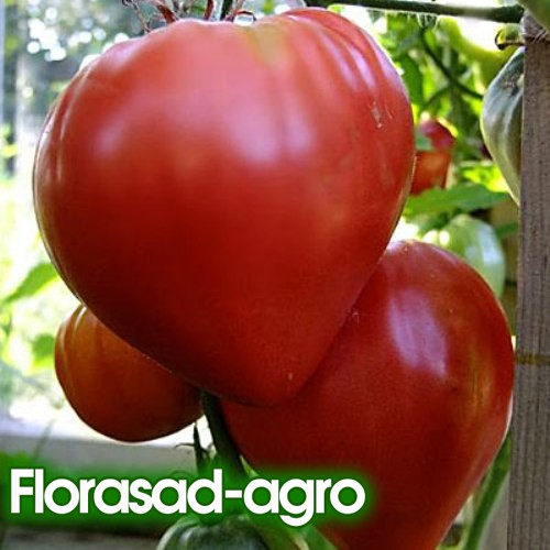 Семена томат бычье сердце красное высокорослый