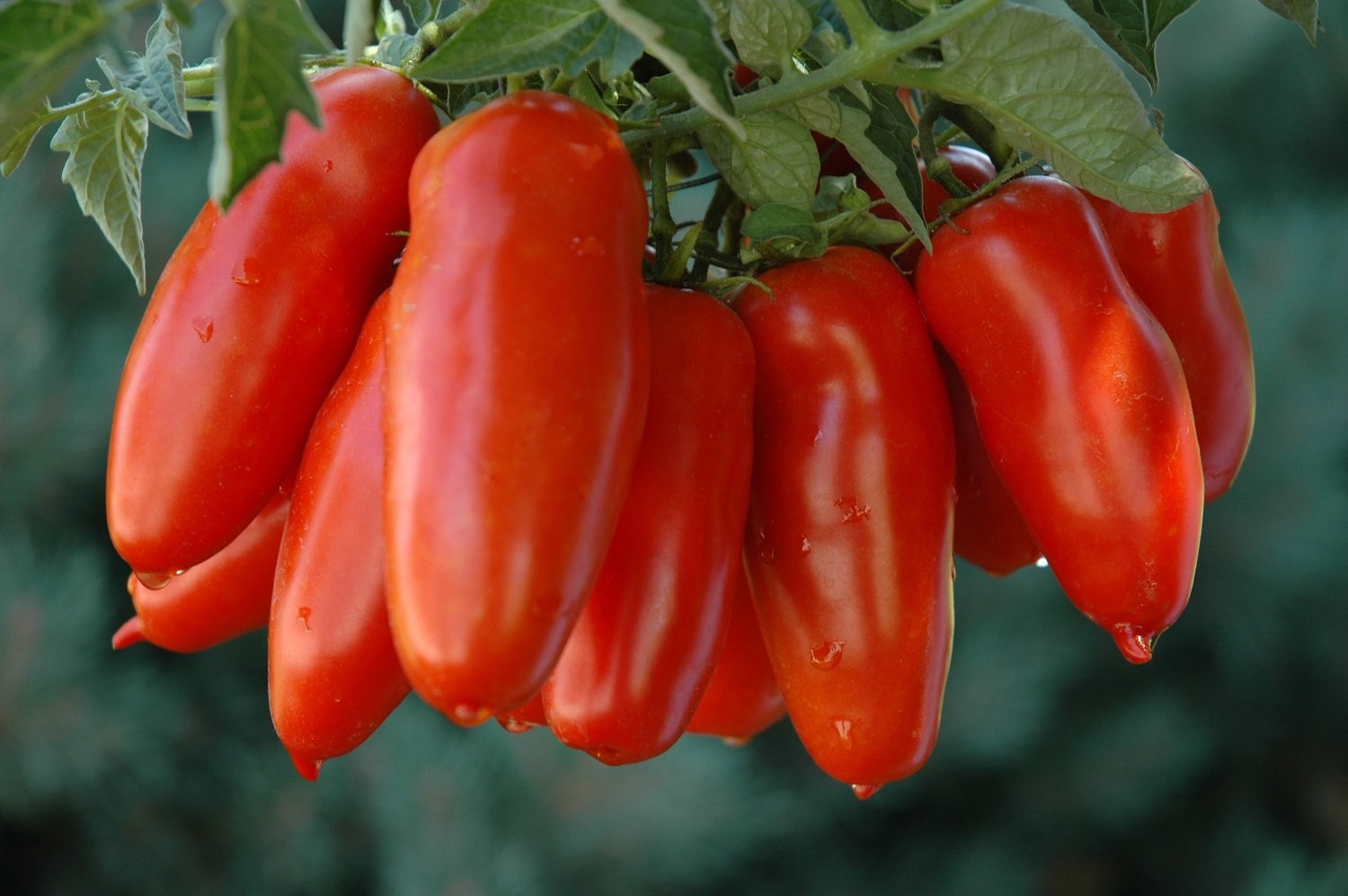 Семена томат Дамские пальчики высокорослый