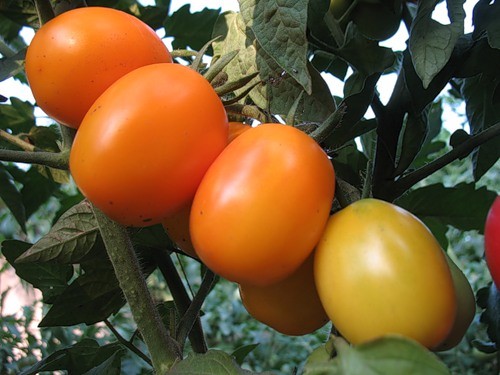 Семена томат Де Барао Оранжевый высокорослый