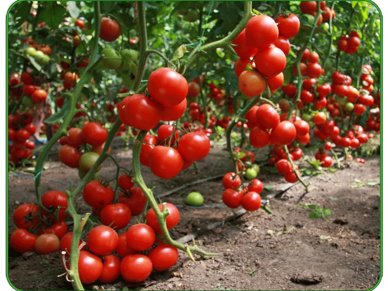 Семена томат Джина низкорослый