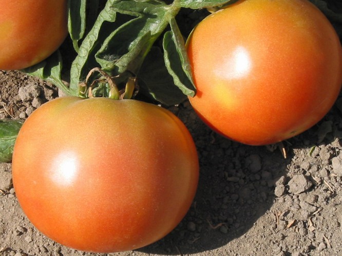 Семена томат длительного хранения Долгохранящийся
