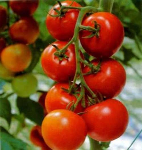 Семена томат Дубок низкорослый