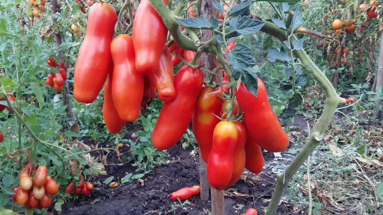 Семена томат Забава высокорослый