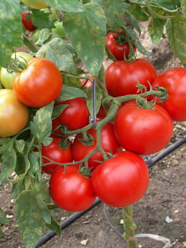 Семена томат Изгой низкорослый