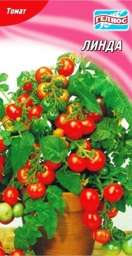 Семена томат комнатный Линда низкорослый