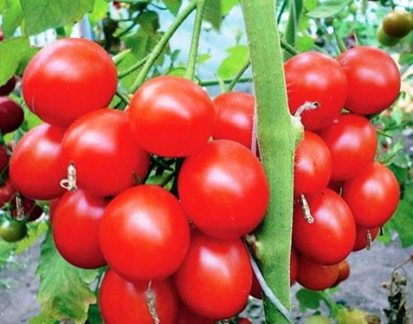 Семена томат комнатный Линда низкорослый
