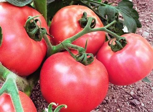 Насіння томат Малинове віконте низькорослий