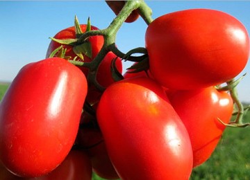 Насіння томат Новічок низькорослий