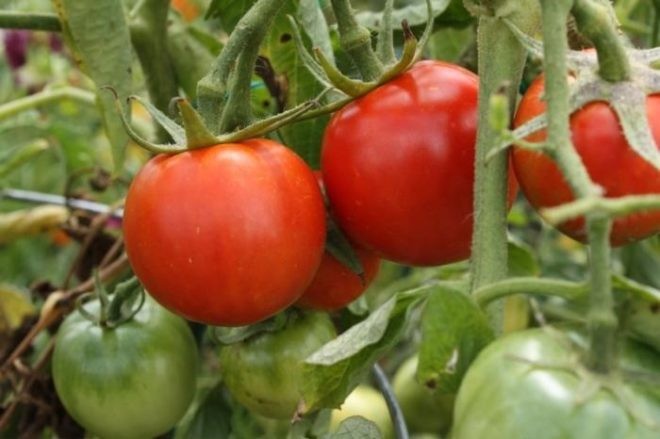 Семена томат Ранний 83 низкорослый