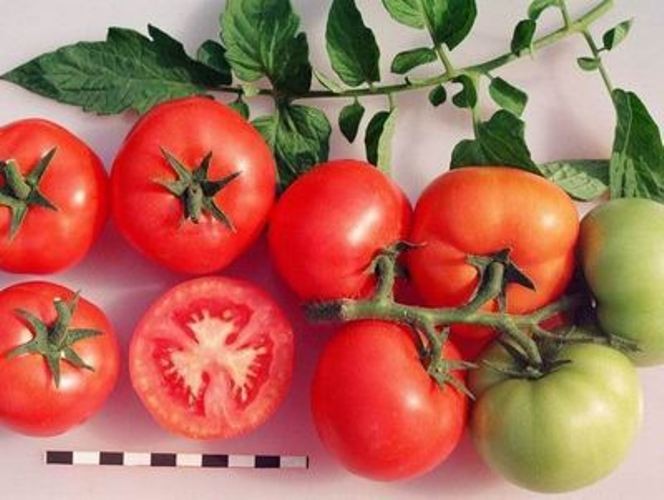 Семена томат Санька низкорослый ультраранний