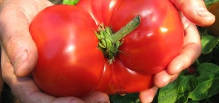 Семена томат Цифомандра высокорослый гигант