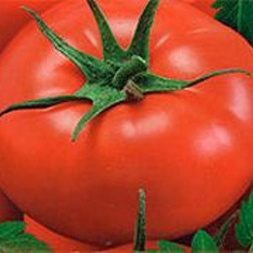 Семена томат Цифомандра высокорослый гигант