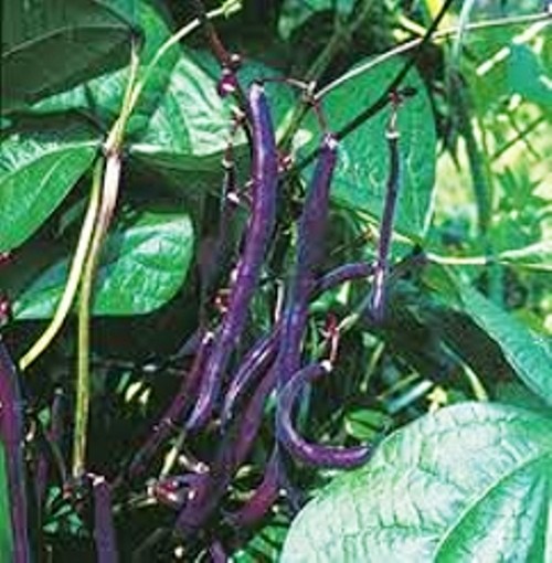 Семена фасоль кустовая спаржевая Пурпур Кинг