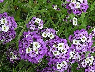 Семена алиссум фиолетовая королева