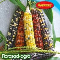 Семена кукуруза Разноцветная сахарная (США)