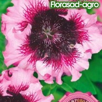 Семена петуния превосходнейшая низкая розита (Чехия)