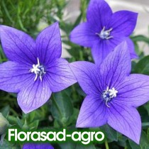 Семена платикодон (ширококолокольчик) крупноцветковый синий (Германия)