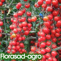 Семена томат Вишенка лиановидный