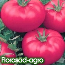Насіння томат Волгоградський рожевий низькорослий