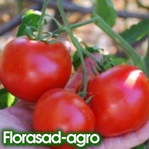 Семена томат Красная шапочка низкорослый