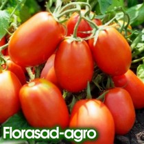 Насіння томат Ріо Гранде (Італія) низькорослий (максипакет)