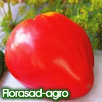 Семена томат Вождь краснокожих среднерослый