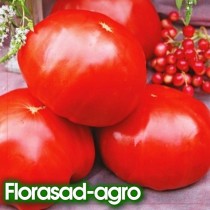 Семена томат Кума высокорослый-гигант