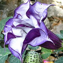 Семена датура (бругмансия) Виолетта