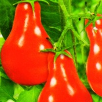 Насіння томат Груша червона середньорослий